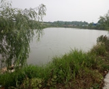 臨近端午，總經(jīng)理劉月琴組織人員農(nóng)莊采摘。