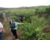 臨近端午，總經(jīng)理劉月琴組織人員農(nóng)莊采摘。